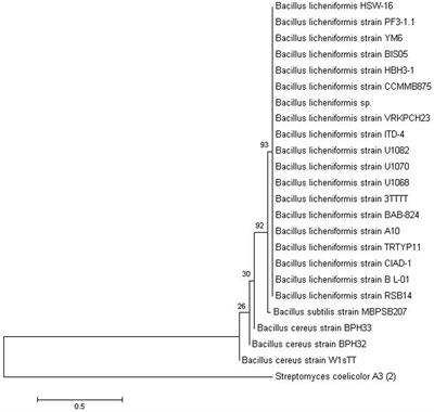 A Halotolerant Bacterium Bacillus licheniformis HSW-16 Augments Induced Systemic Tolerance to Salt Stress in Wheat Plant (Triticum aestivum)